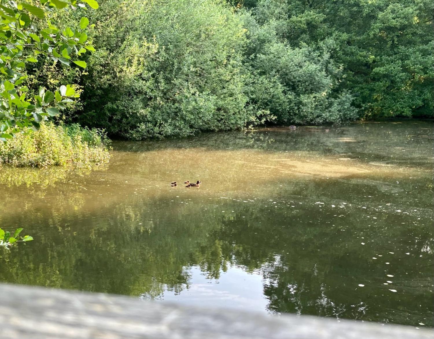 In Der Wassermuehle Melle Luaran gambar